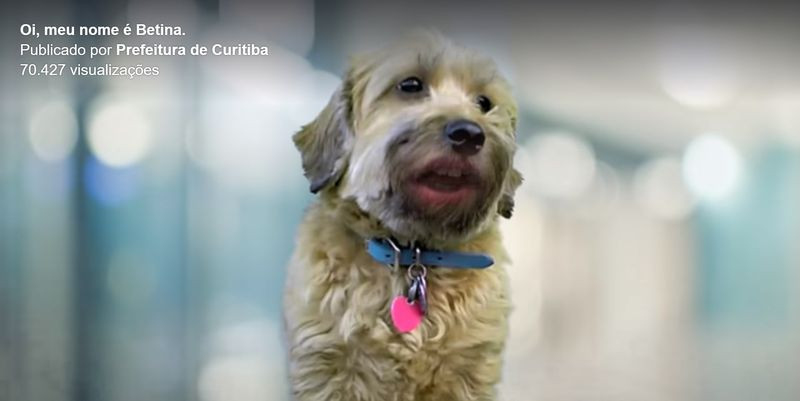 A cadela Betina é a protagonista do vídeo da Prefeitura de Curitiba, que promove a adoção de animais outrora abandonados.