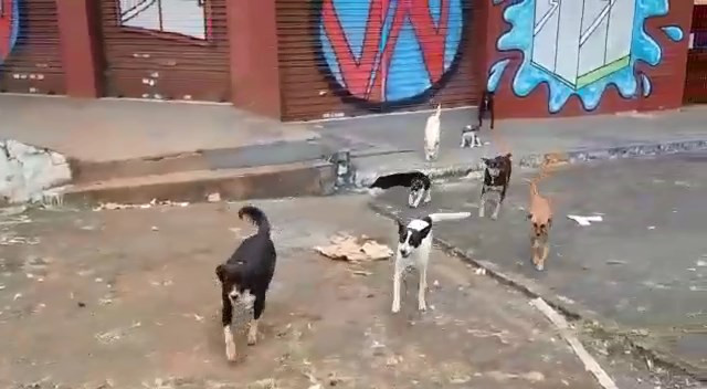 Cachorro são a família de morador de rua em Goiânia | Foto: Reprodução