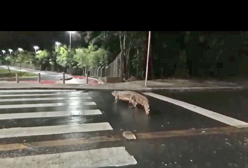 Jacaré foi visto atravessando faixa de pedestre e entrando no Parque das Águas em Cuiabá — Foto: Arquivo pessoal