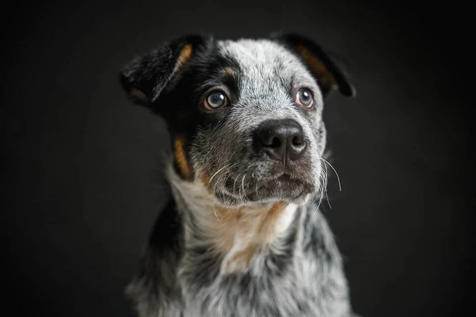 Os animais eram da raça Australian Cattle Dog, conhecida também como Burriler. Imagem ilustrativa/Inatiev/Getty