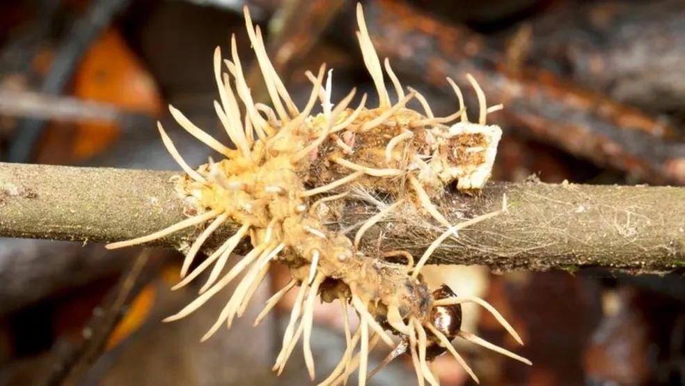 Last of Us: zumbis são inspirados em fungo real que existe no Brasil -  12/04/2020 - UOL TILT