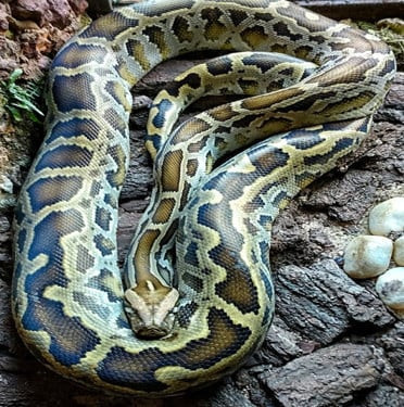 Uma piton indiana, a python molurus - Zoológico do DF