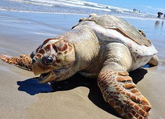 Tartaruga é encontrada morta na orla de Praia Grande, SP — Foto: Divulgação/Guarda Costeira de Praia Grande