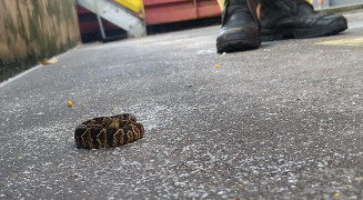 Cascavel ainda é um filhote. Imagem: Corpo de Bombeiros