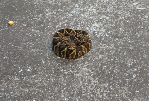 Se não ameaçada, serpente não costuma atacar seres humanos. Imagem: Corpo de Bombeiros