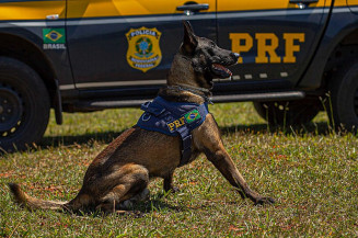 PRF apreende quase 10 toneladas de maconha em 2021 no Distrito Federal e entorno