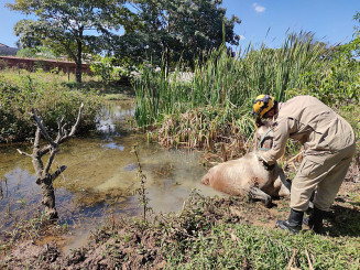 Foto: Reprodução/Corpo de Bombeiros