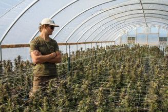 Plantação de maconha da Fazenda Hifi , em Hillsboro, no estado norte-americano de Oregon (Foto: Flávio Sampaio / Folhapress)