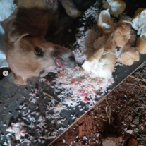 Foto: Reprodução/Polícia Civil