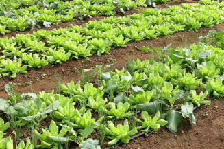 Foto: Reprodução/Embrapa