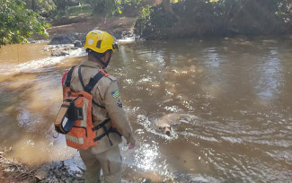 Cachorro dos bombeiros ajudou nas buscas por desaparecido, em Itaguaru, Goiás — Foto: Divulgação/Corpo de Bombeiros