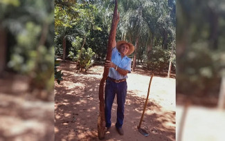 Mandioca de 3 metros encontrada em fazenda de Itaguaçu — Foto: Reprodução/TV Anhanguera