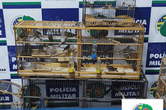 Foto reprodução: Polícia Militar