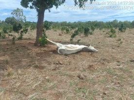 Estiagem severa causa seca de rios, mortandade de animais e prejuízos agrícolas