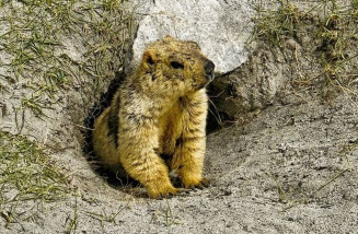Foca nestes 7 comportamentos incríveis de animais