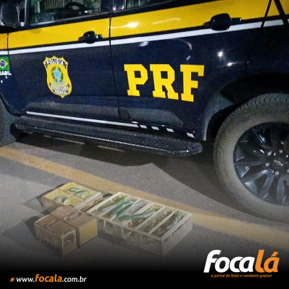 PRF apreende 64 pássaros silvestres em Formosa