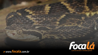 Goiás registra quatro mortes e 584 acidentes com cobras em apenas quatro meses; saiba como agir