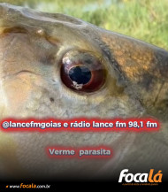 Verme parasita é encontrado no olho de peixe na Lagoa Feia e acende alerta em Formosa