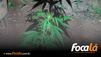 Jovem agride mãe após ser impedido de plantar maconha em casa