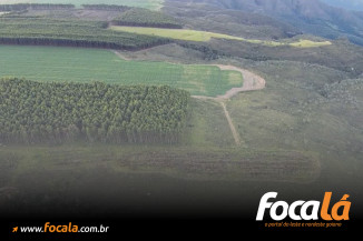 Desmatamento no Cerrado leva Justiça a travar R$ 15 milhões de produtor em Formosa