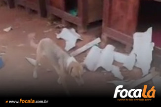 “Destruíram nosso cãodomínio”: abrigo com 60 cães é destruído no DF