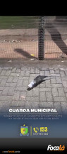 Guarda Municipal salva animal silvestre de asfixia na Mata da Bica