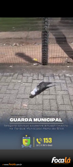 Guarda Municipal salva animal silvestre de asfixia na Mata da Bica