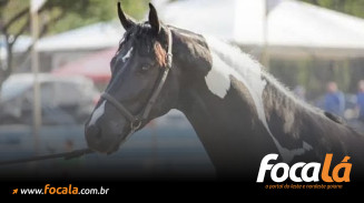 Cavalo é esfaqueado em fazenda e caso choca produtor rural em Formosa