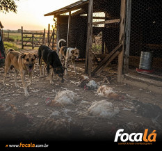 Cães invadem propriedade e matam 70 frangos em Formosa