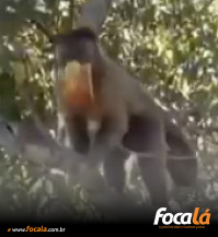 Macaquinho rouba pote de manga temperada de pedestre na Mata da Bica, em Formosa