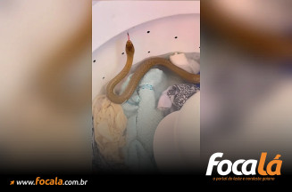 Mulher se assusta ao encontrar cobra em máquina de lavar roupas