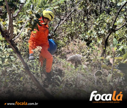 Ouriço-cacheiro é resgatado pelo Corpo de Bombeiros em quintal de residência no Jardim Planalto, em Formosa