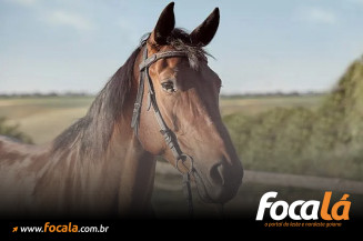 Menina de 3 anos morre após cair de cavalo