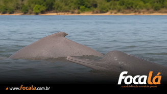 Família fisga boto raro que só existe no Brasil durante pescaria no Rio Araguaia