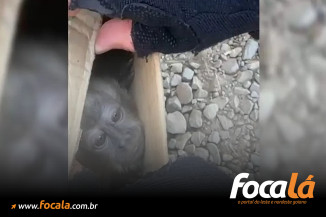 Motorista é flagrado transportando animais silvestres dentro de caixas sem ventilação