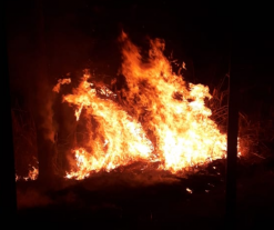 Urgente: Incêndio criminoso no Parque Ecológico Mata da Bica, veja o vídeo