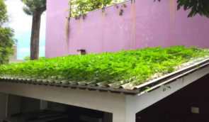 Agrônomo brasileiro desenvolve primeira telha hidropônica para cultivo do mundo