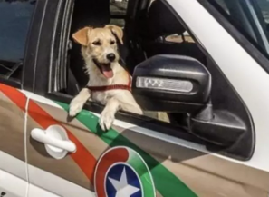 Resgatado de um lixão, o cãozinho Mike foi adotado e hoje vive cheio de agrados na 3ª Companhia do 25º Batalhão.