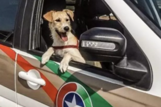 Resgatado de um lixão, o cãozinho Mike foi adotado e hoje vive cheio de agrados na 3ª Companhia do 25º Batalhão.