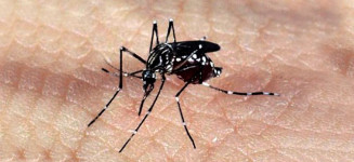 Mosquito Aedes Aegypti é o transmissor da Dengue (Foto: Arquivo/Agência Brasil)