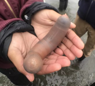 Homem segura um Urechis caupo, popularmente conhecido como "peixe-pênis". — Foto: Kate Montana/Divulgação/Creative Commons