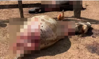 (Foto: Reprodução / Leitor Mais Goiás)