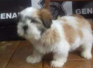 (Foto: Reprodução/PC)