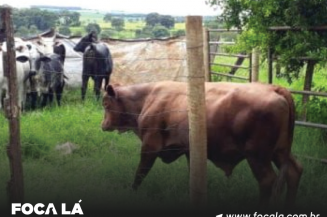 Foto: Reprodução PC