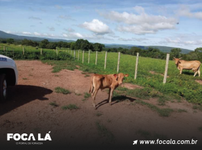 Gado é furtado em Vila Boa-GO