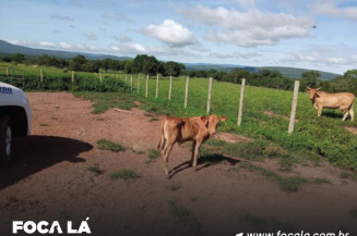 Gado é furtado em Vila Boa-GO