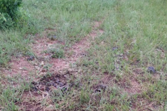 Foto: Reprodução Ocorrências Policiais