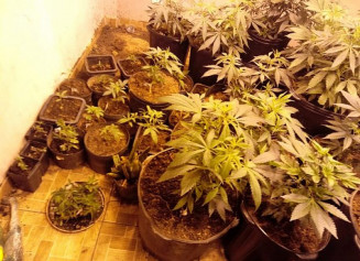 PM encontra local com cultivo de maconha no Entorno do DF, em Goiás (Foto: PM/ Divulgação)