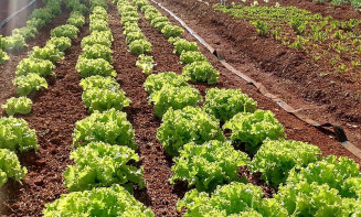 Hortaliças serão doadas após a colheita para alunos, colaboradores e à população da região em vulnerabilidade social (Foto: Divulgação)