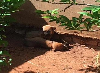 Em Rio Verde, polícia prende suspeito de abandonar filhotes de cachorro (Foto: Polícia Civil)